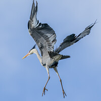 Buy canvas prints of Grey Heron Flying by David McLaine