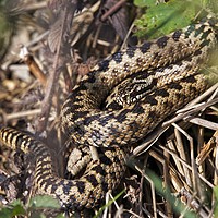 Buy canvas prints of Common European Adder by Simon Rigby