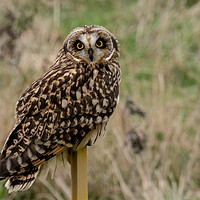 Buy canvas prints of Short Eared Owl by Simon Rigby