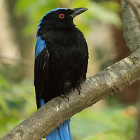 Buy canvas prints of Asian Fairy-Bluebird by Craig Oxley