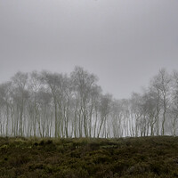 Buy canvas prints of Birch Trees in the fog by Robbie Spencer