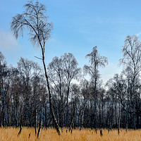 Buy canvas prints of Silver birches at Snettisham by Robbie Spencer