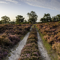 Buy canvas prints of Roydon Common at Sunrise by Robbie Spencer