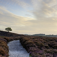 Buy canvas prints of Roydon Common Kings Lynn by Robbie Spencer