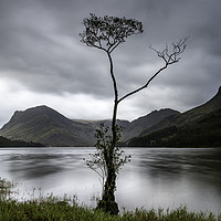 Buy canvas prints of Buttermere lone tree at dawn by Robbie Spencer