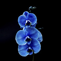 Buy canvas prints of Blue Orchid by David Strange