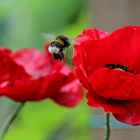 Buy canvas prints of Hovering bee on British Poppies by David Strange