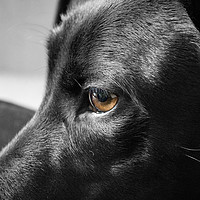Buy canvas prints of Black and white Dog by Chesney Wallbank