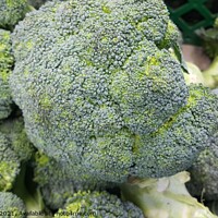 Buy canvas prints of Green fresh broccoli pile placed in market for sale. by Photo Chowk