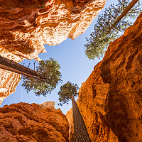 Buy canvas prints of Trees in Bryce Canyon by Anthony Rosner