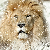 Buy canvas prints of Snow Lion by Don Barrett