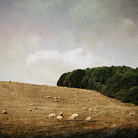 Buy canvas prints of A flock of sheep in a field on a summer's evening. by David Wall