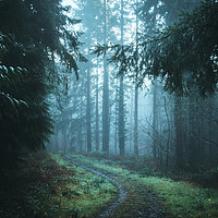 Buy canvas prints of A path through a beautiful misty forest by David Wall