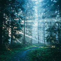 Buy canvas prints of A path through a beautiful misty forest  by David Wall