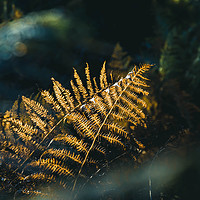 Buy canvas prints of A close up of bracken back lighted by beautiful go by David Wall
