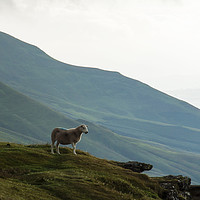Buy canvas prints of A sheep looking out from the escarpment and hills  by David Wall