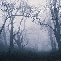 Buy canvas prints of Forest Fog by David Wall