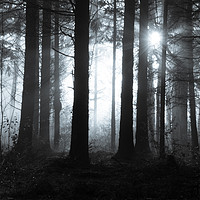 Buy canvas prints of Mysterious forest by David Wall