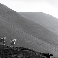 Buy canvas prints of Mountain Sheep by David Wall