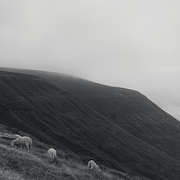 Buy canvas prints of Mountain sheep by David Wall