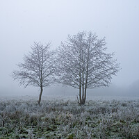 Buy canvas prints of A frosty winters day with two trees, silhouetted against a misty by David Wall