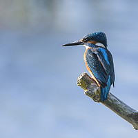 Buy canvas prints of Kingfisher perching by Donna Joyce