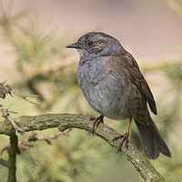Buy canvas prints of Dunnock perching by Donna Joyce