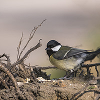 Buy canvas prints of Great Tit by Donna Joyce