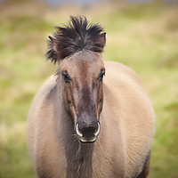 Buy canvas prints of Konik Pony by Donna Joyce