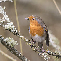 Buy canvas prints of Robin Red Breast portrait by Donna Joyce