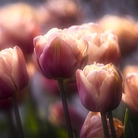 Buy canvas prints of Tulips in spring by Donna Joyce
