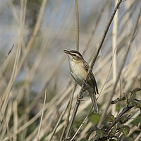 Buy canvas prints of Sedge Warbler by Donna Joyce