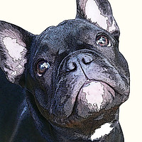 Buy canvas prints of French Bulldog by Donna Joyce