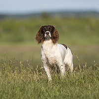 Buy canvas prints of Springer Spaniel by Donna Joyce