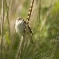 Buy canvas prints of Eurasian Reed Warbler by Donna Joyce