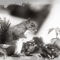 Buy canvas prints of Grey Squirrel by Donna Joyce