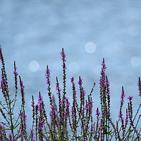 Buy canvas prints of Purple Loosestrife by Donna Joyce