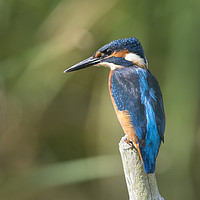 Buy canvas prints of Kingfisher by Donna Joyce