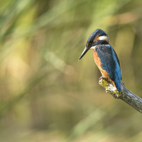 Buy canvas prints of Kingfisher by Donna Joyce