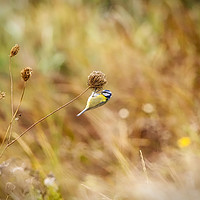 Buy canvas prints of Blue Tit on seed head by Donna Joyce