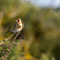Buy canvas prints of Goldfinch  by Donna Joyce