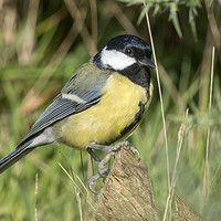 Buy canvas prints of Portrait of a Great Tit by Donna Joyce