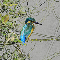 Buy canvas prints of Kingfisher print by Donna Joyce