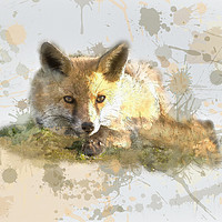 Buy canvas prints of Foxy fox by Donna Joyce