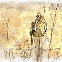 Buy canvas prints of Short Eared Owl by Donna Joyce