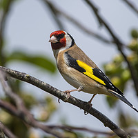 Buy canvas prints of Gorgeous Goldfinch by Donna Joyce