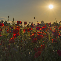 Buy canvas prints of Poppy field at sunset by Donna Joyce