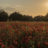 Buy canvas prints of Poppy field at Sunset by Donna Joyce