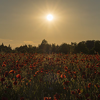 Buy canvas prints of Sunset over the poppy field by Donna Joyce