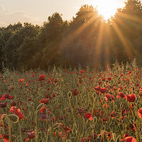 Buy canvas prints of Sunburst over poppy field by Donna Joyce